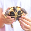 Turtle treatment